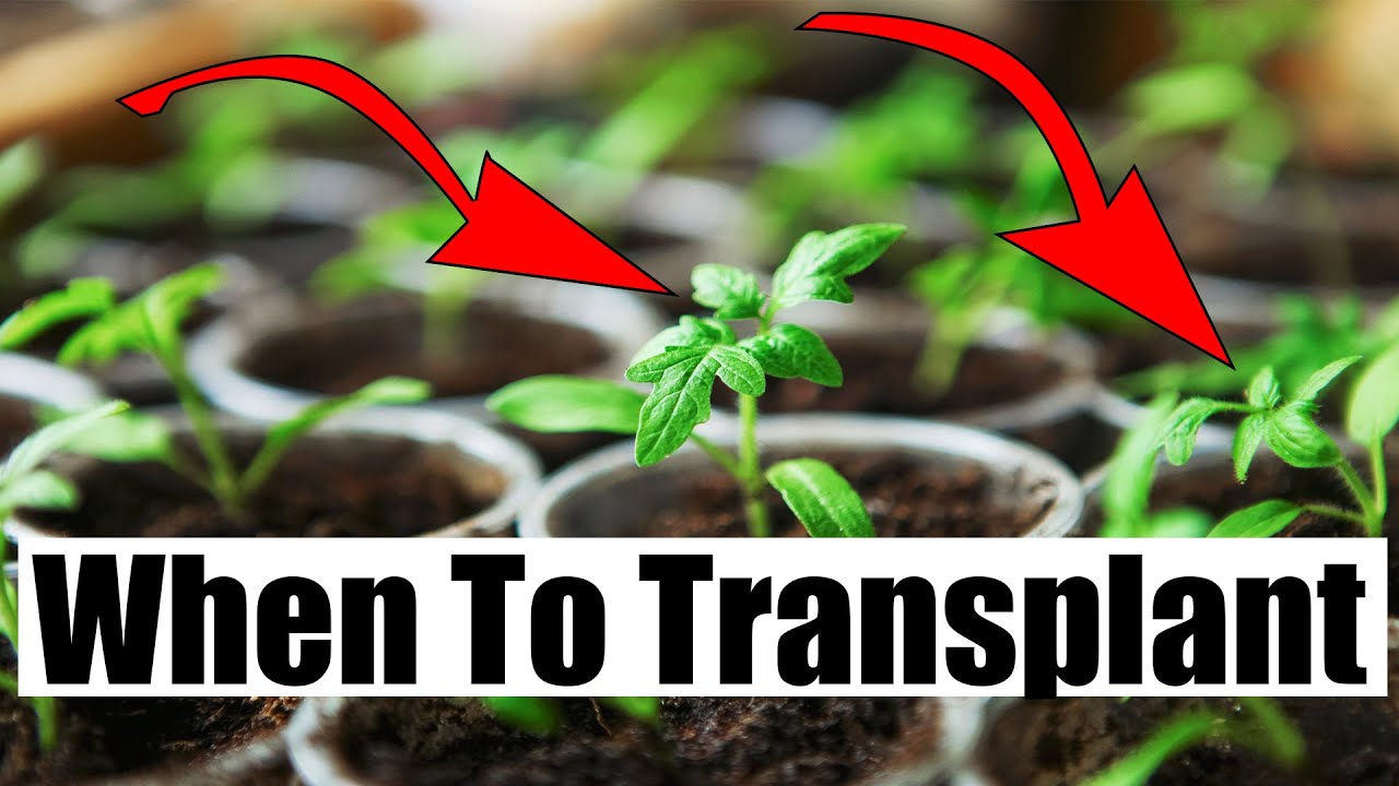 How To Transplant Seedlings Indoors - Tomato, Cucumber, and More