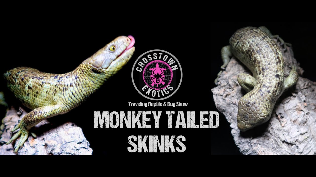 Monkey Tailed Skinks