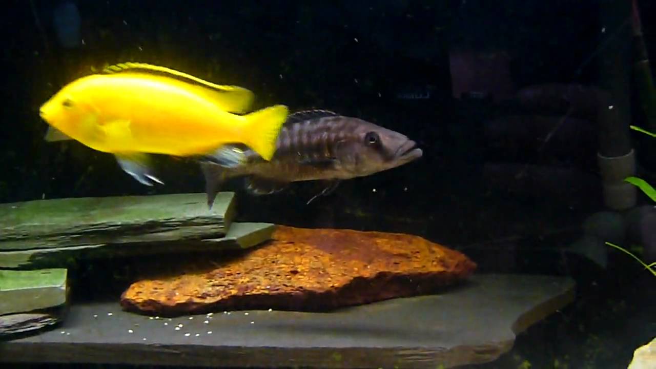 camera iphone 8 plus apk Wild caught Tyrannochromis Macrostoma