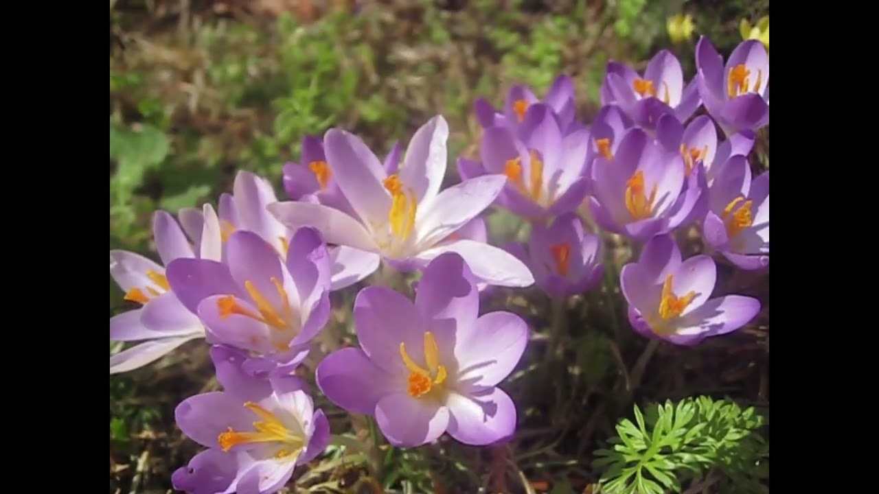 [282d] Violin and Piano (Biene und Krokusblüten im Sonnenlicht) by Gerald Spitzner