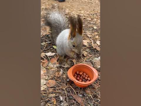 Я влюблена в него по уши😂какие ушки ️#белка #squirrel #белки # ...