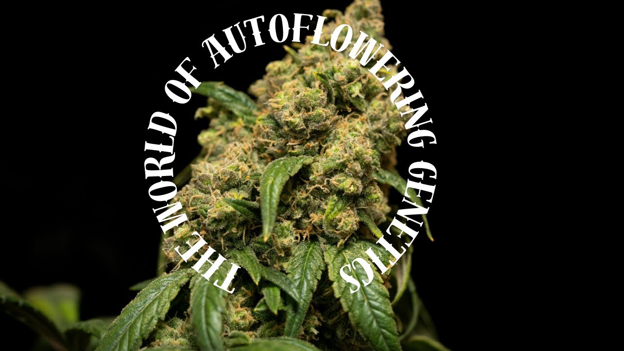 "Unveiling the Fascinating World of Auto Flowering Genetics🌿🧬"