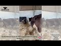 (SOLD) -Excellenet Group of 20 February and March Calving Heifers.