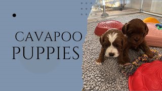 Watch These Cavapoo Puppies Learn to Eat! Weaning & Enrichment Milestones 🐾