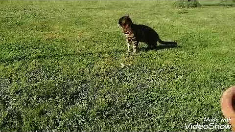 Watch the video about Bengal Cats Playing in Garden Bengal 😻Bacardi and Pia Jaguar😻