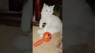 سيمبا عايز ينام cat cats قطط_صغيرة