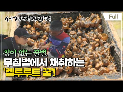 [Full] 세계테마기행 - 해피 아일랜드 칼리만탄-  <strong>브루나이</strong> 다시 만난 행복, 달콤한 인생