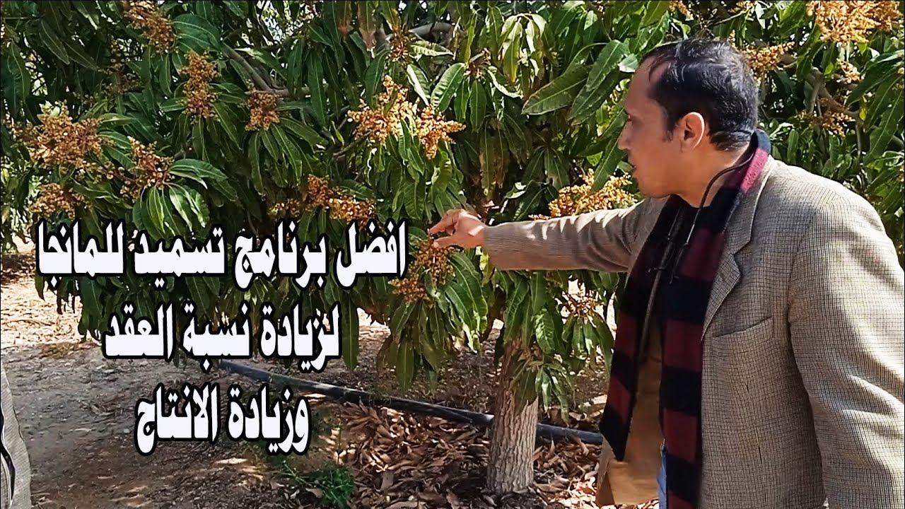 من افضل برامج تسميد المانجا للحصول علي نسبة عقد كبيرة واحجام ثمار كبيرة