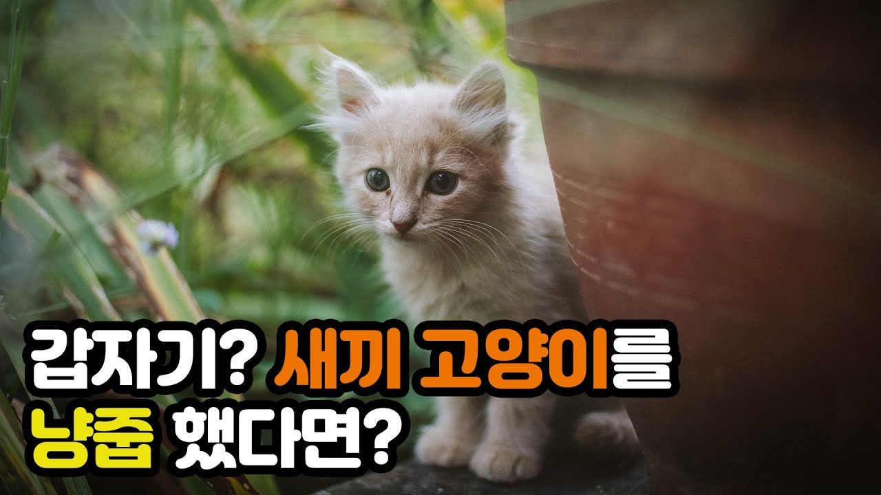 새끼 고양이 키우는 방법 | how to raise a kitten | 냥이생각 - YouTube