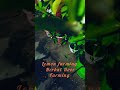 “सिर्फ 1 बीघा में ₹1 लाख कमाई… नींबू की खेती से! #Lemon_Farming#Kisan_Income#Organic#reel #subscribe