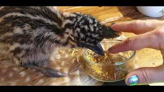 Emoe kuiken Joe; de verdrietige afloop