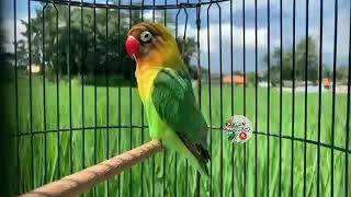 Lovebird Konslet Minor Nada Lelah