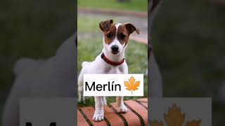 Nombres para Perros Jack Russell terrier