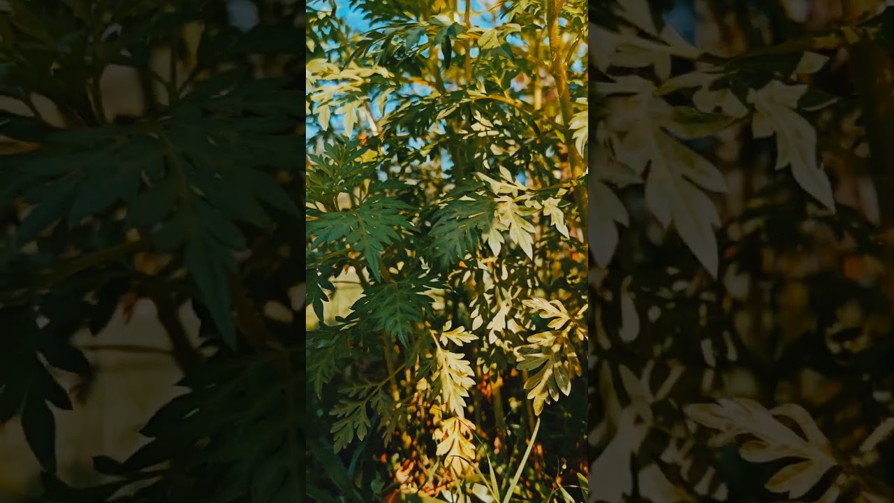 #birds #birdsong #animals #nature