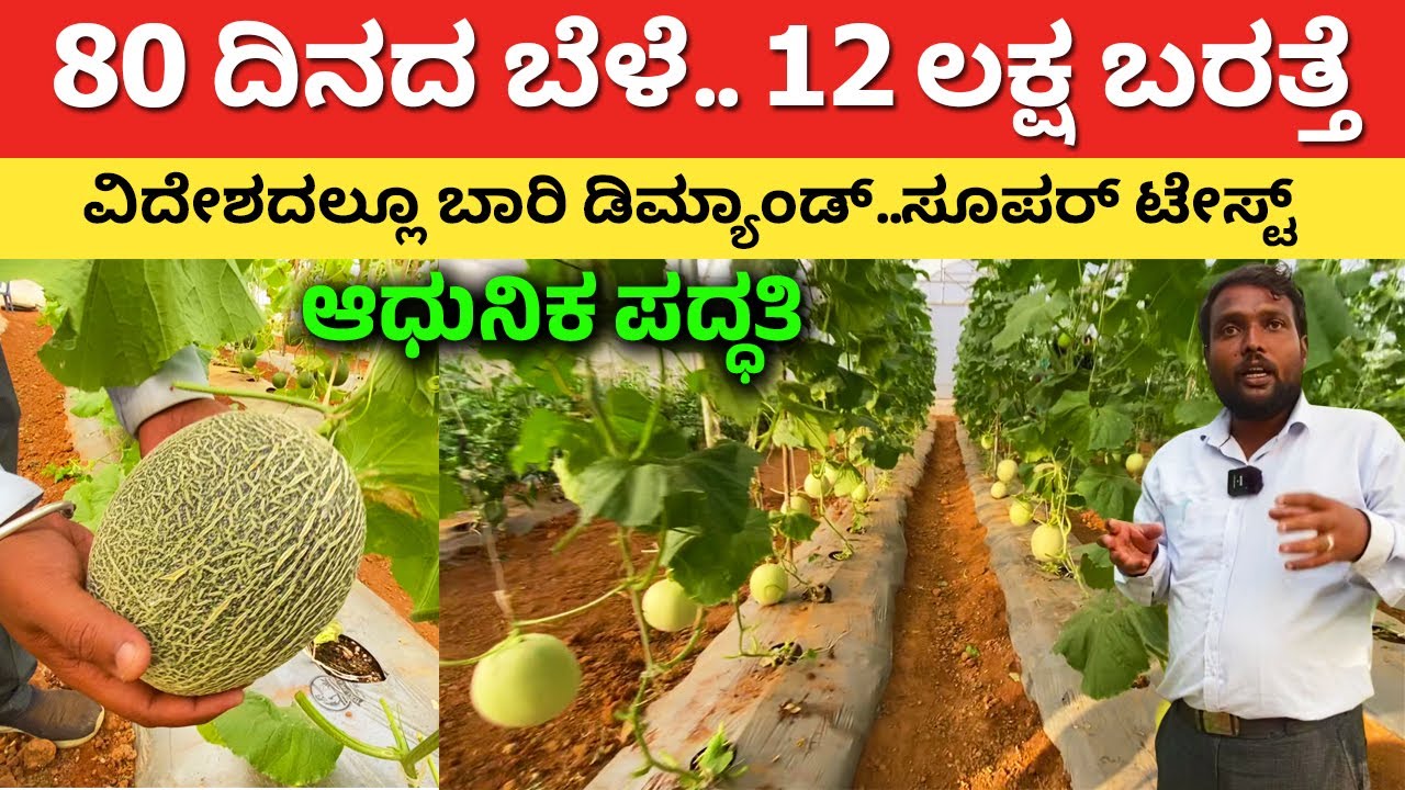 80 ದಿನ ಎಕರೆಗೆ 12 ಲಕ್ಷ ಬರತ್ತೆ | Modern Farming in Karnataka muskmelon agriculture polyhouse #kannada