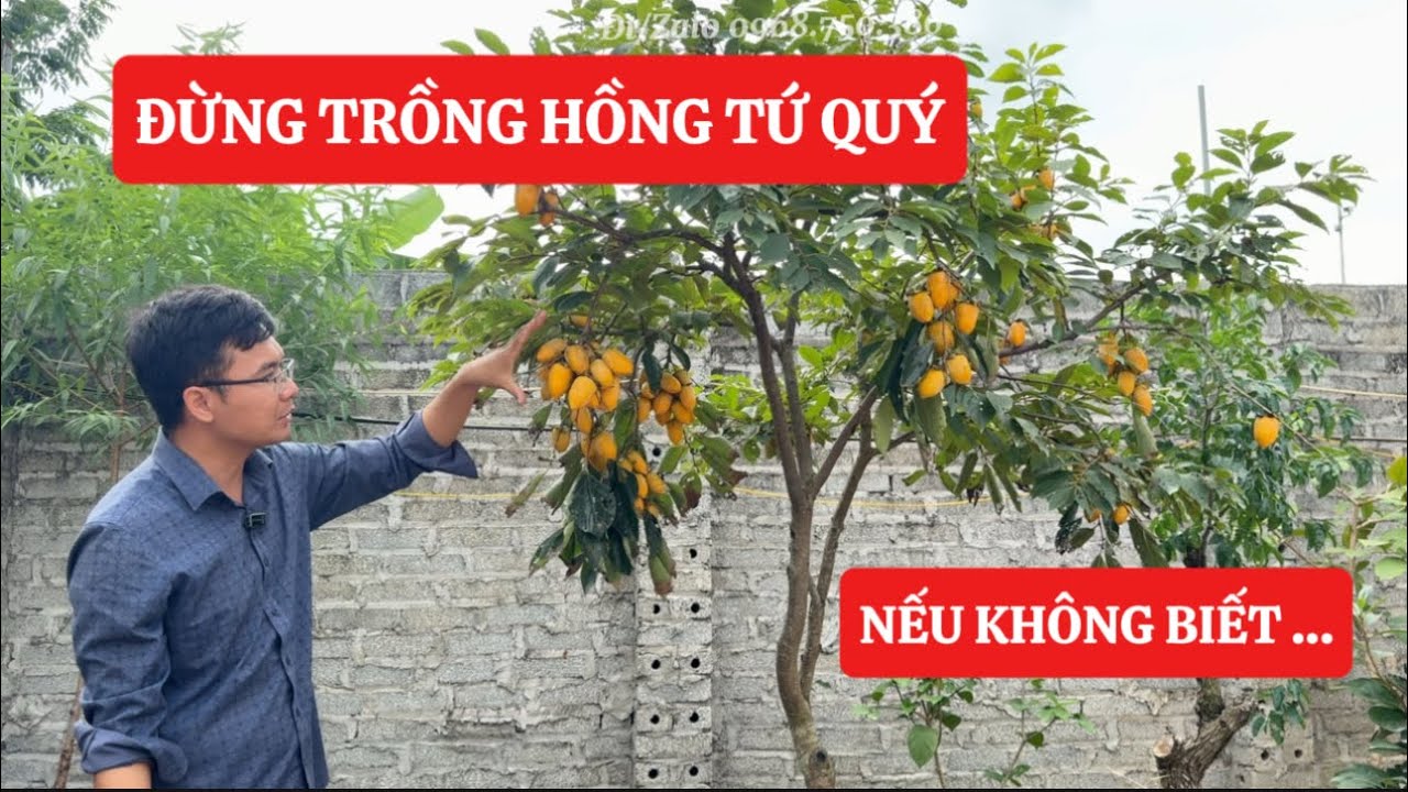 Đừng Trồng HỒNG TỨ QUÝ nếu anh chị không biết điều Quan Trọng này ! Đt/Zalo 0963618863