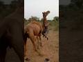 المالك يدور بالناقة من عند ر كبتيها في الصحراء المالك يدور بالناقة من عند ر كبتيها في الصحراء