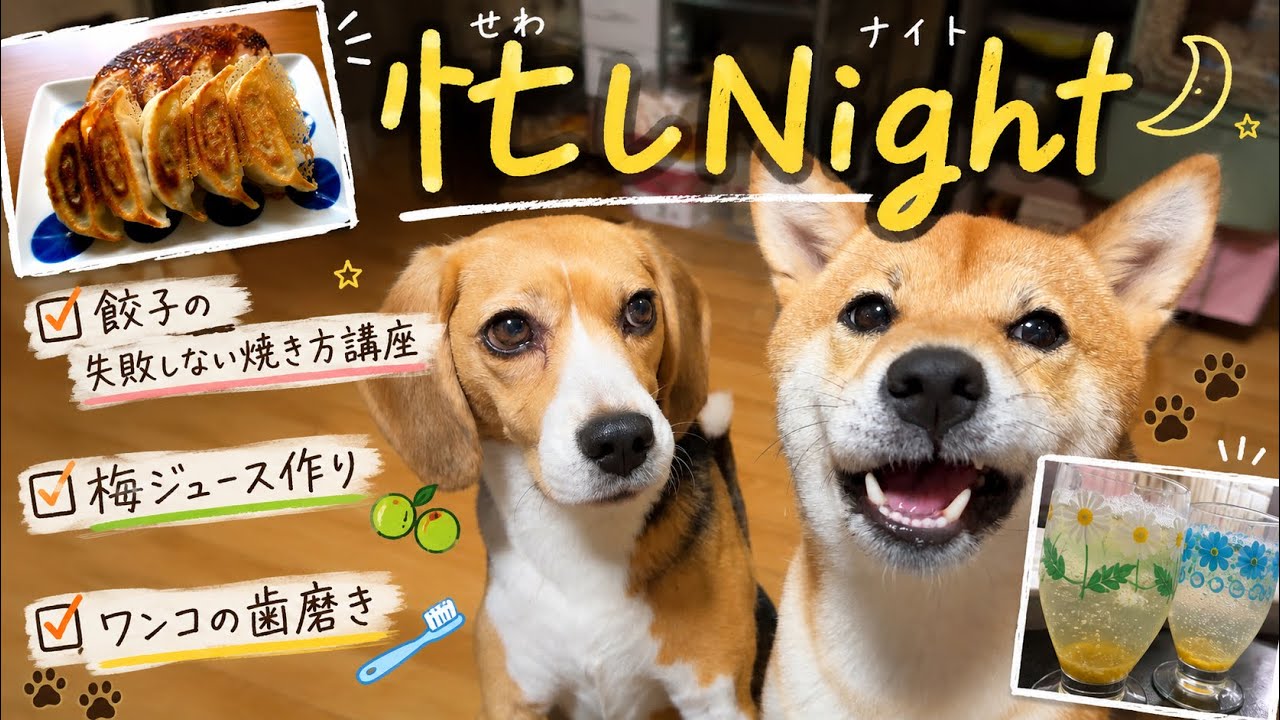 ナッツ家の忙しい夜🌕🐾
