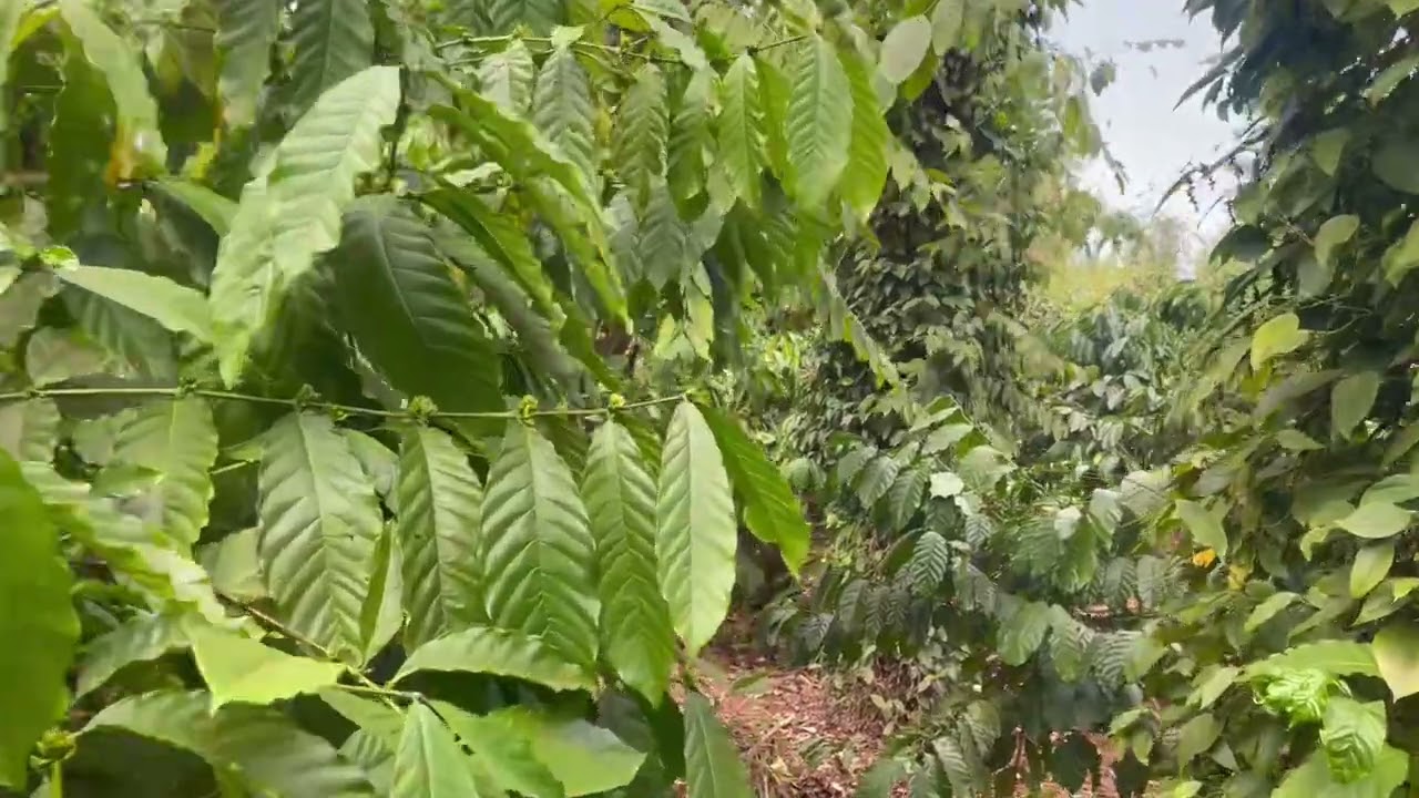 Dt 3sao tại xã Ea kiết Đắk lak giá 2ty500 aetc:0338734747