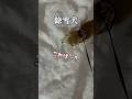 除雪を手伝う柴犬 #shorts