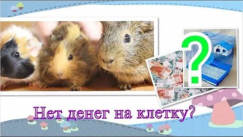 Что делать, если нет денег на клетку?