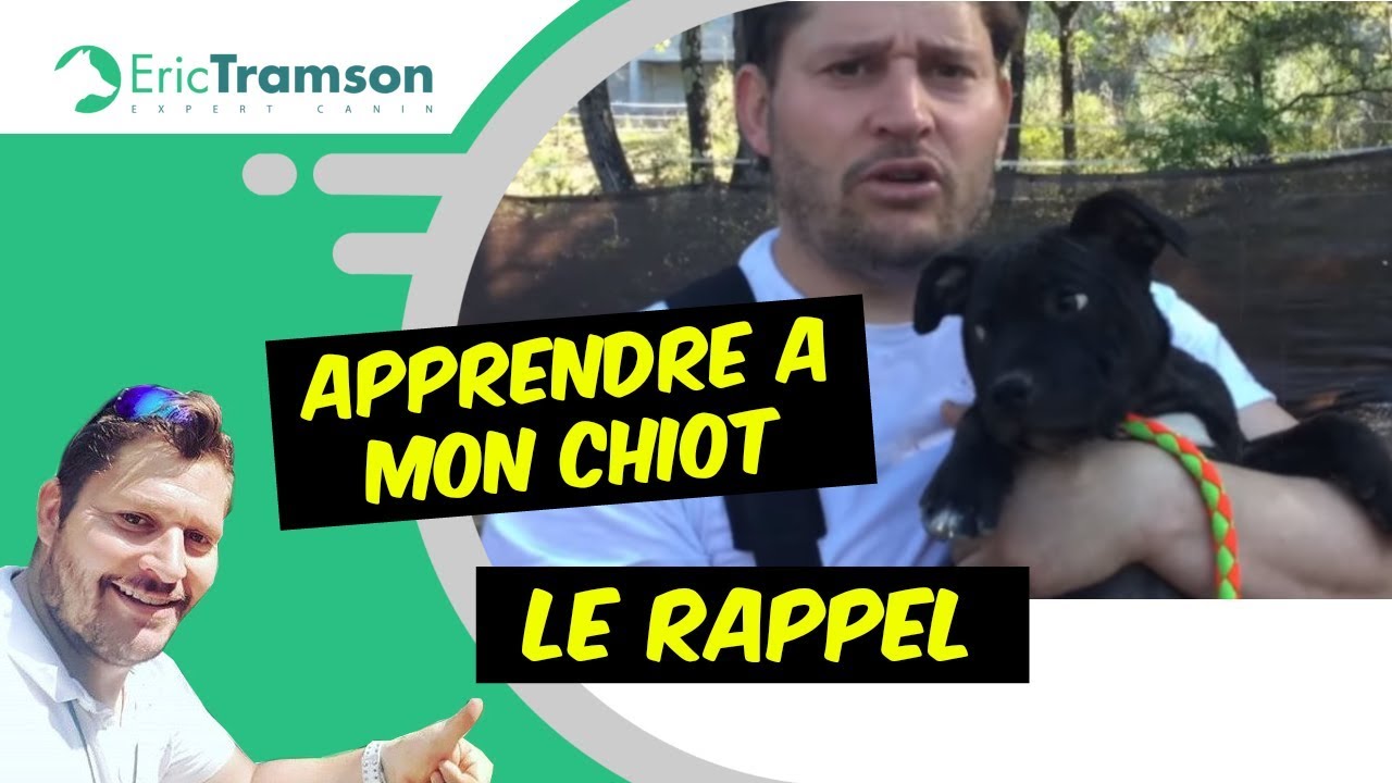 COMMENT APPRENDRE A MON CHIOT LE RAPPEL/STAFFIE/EDUCATEUR CANIN ERIC TRAMSON/VAR - YouTube