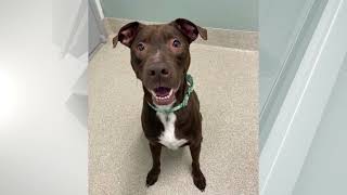 Pet Connection Bruno 3-29-23