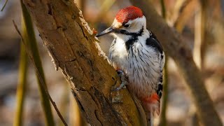 1hour of Woodpeckers drumming for sleep | Relaxing wood screenshot 4