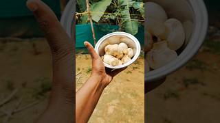 Mushroom Biryani | காளான் பிரியாணி |  Mushroom Recipes | Mushroom Pulao #malskitchen #mushroom