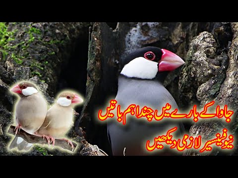 Java Finch Important tips For New Fancier