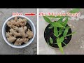 Trồng gừng - cách nhanh nhất để củ nảy chồi | Growing ginger - the fastest way to sprout