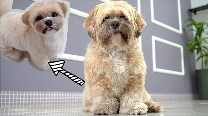 SHIHTZU TURNING INTO A TEDDY BEAR ❤️🐻Korean Grooming Techniques!✂️🐶 - DayDayNews