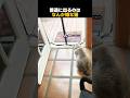 普通に出るのはなんか嫌な猫
