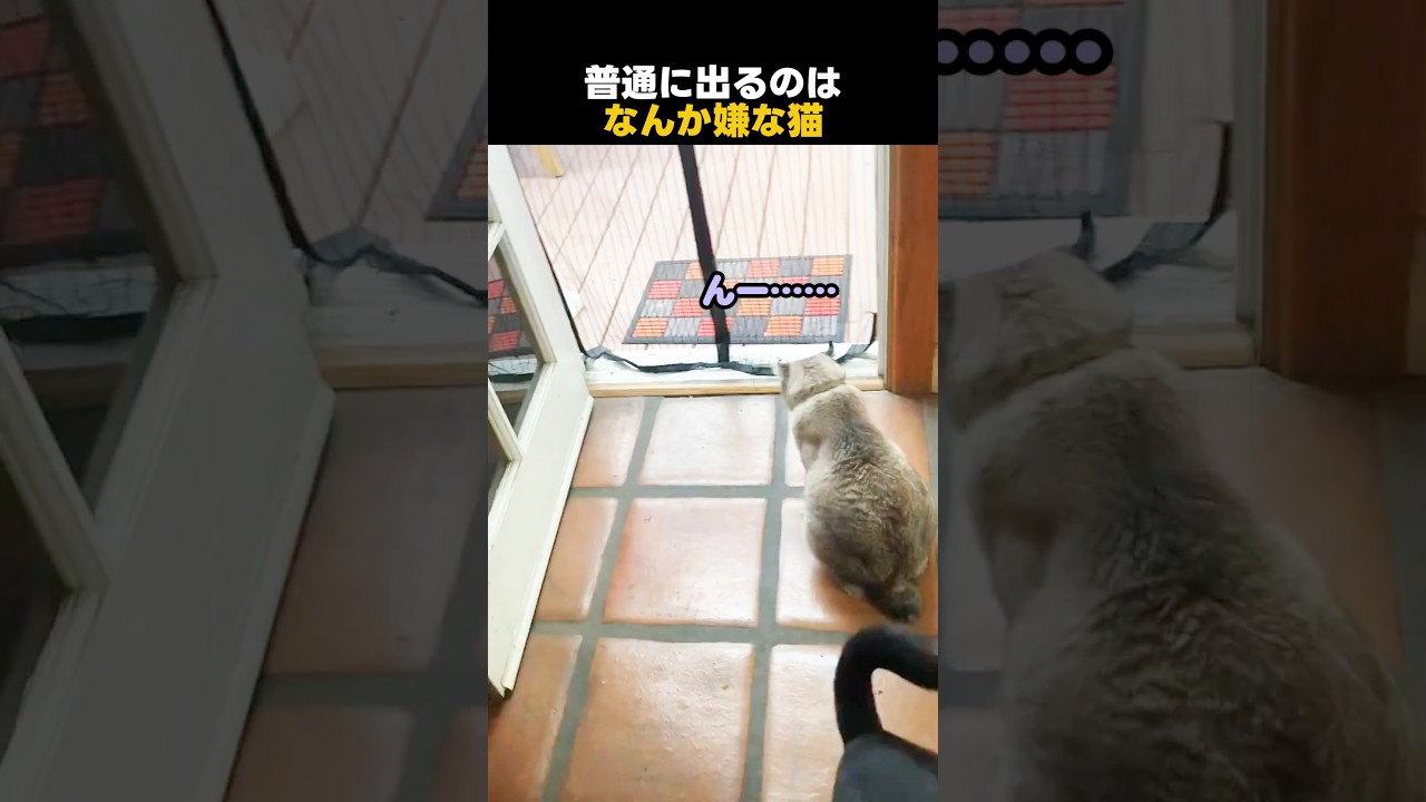 普通に出るのはなんか嫌な猫