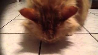 My cat goes nuts for green olives!