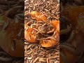 The Ultimate Apricot Test: Worms' Favorite Fruit? 🐛🍑 #asmrshorts #babyworms #oddlysatisfying #food