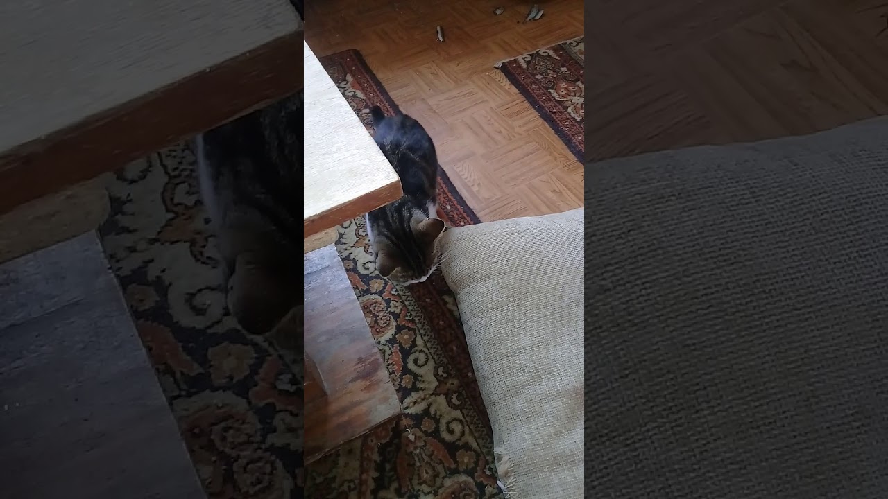 Benim kedi sinek avcisi YouTube