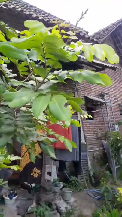cara membuahkan kelengkeng tanpa biaya sedikitpun