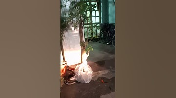 Ship cây cóc gốc to Thái siêu quả gửi khách Hà Nội 0977973535