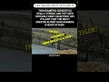 The power of TIGER 🐯 #wildlife #nature #animals