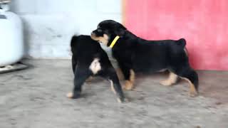 Rottweiler Puppies For Sale