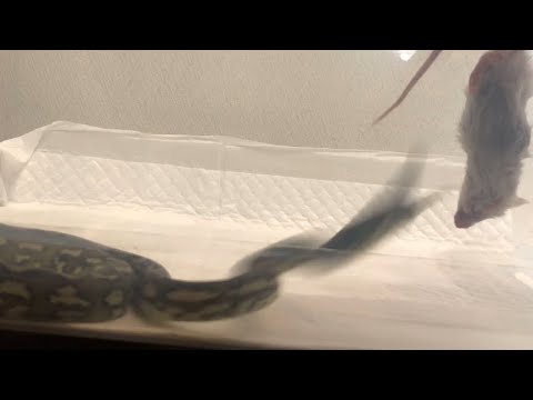 カーペットパイソンにマウスをあげてみた   へび snake