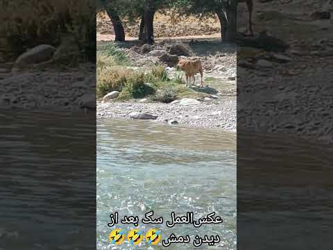 خانم سگه دمش شد سوژه بازیش