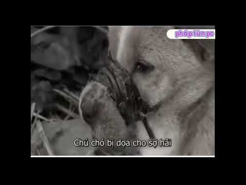 Video Câu chuyện cảm động về chú chó bị buộc miệng không thể... - youtube