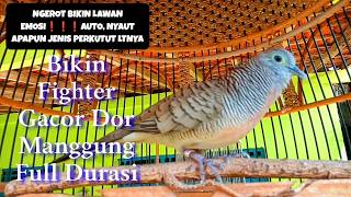 SUARANYA🔊 JADI PENDOBRAK LAWAN JADI EMOSI❗❗❗NGEROT MANGGUNG #perkutut #burung  #perkututlokal