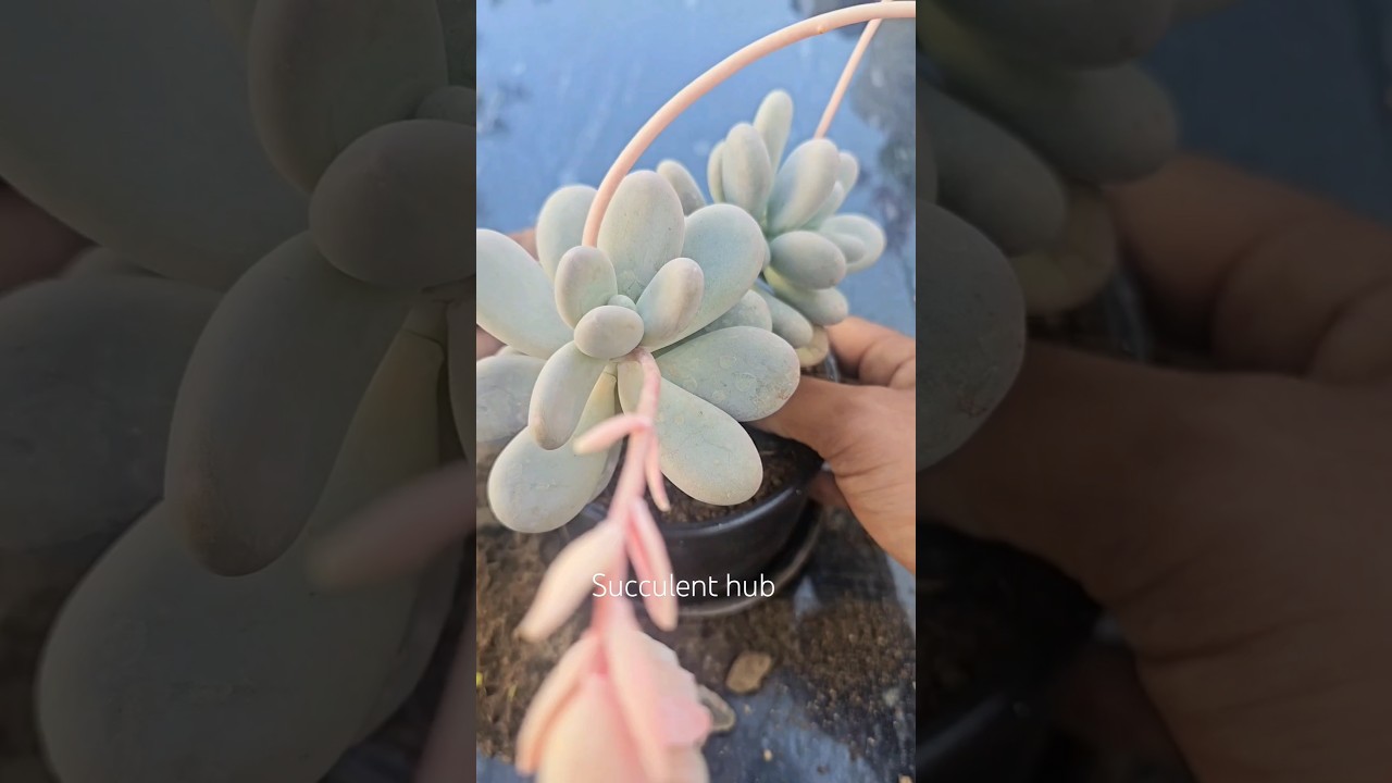 Repotting Moonstone Succulent ♥️💚 