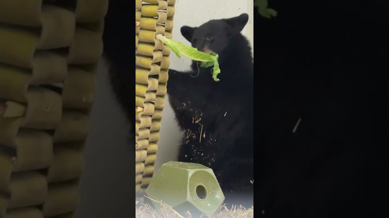 Orphaned Black Bear Cubs - Cincinnati Zoo