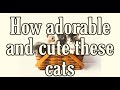 How cute and adorable these cats  bcgramnet