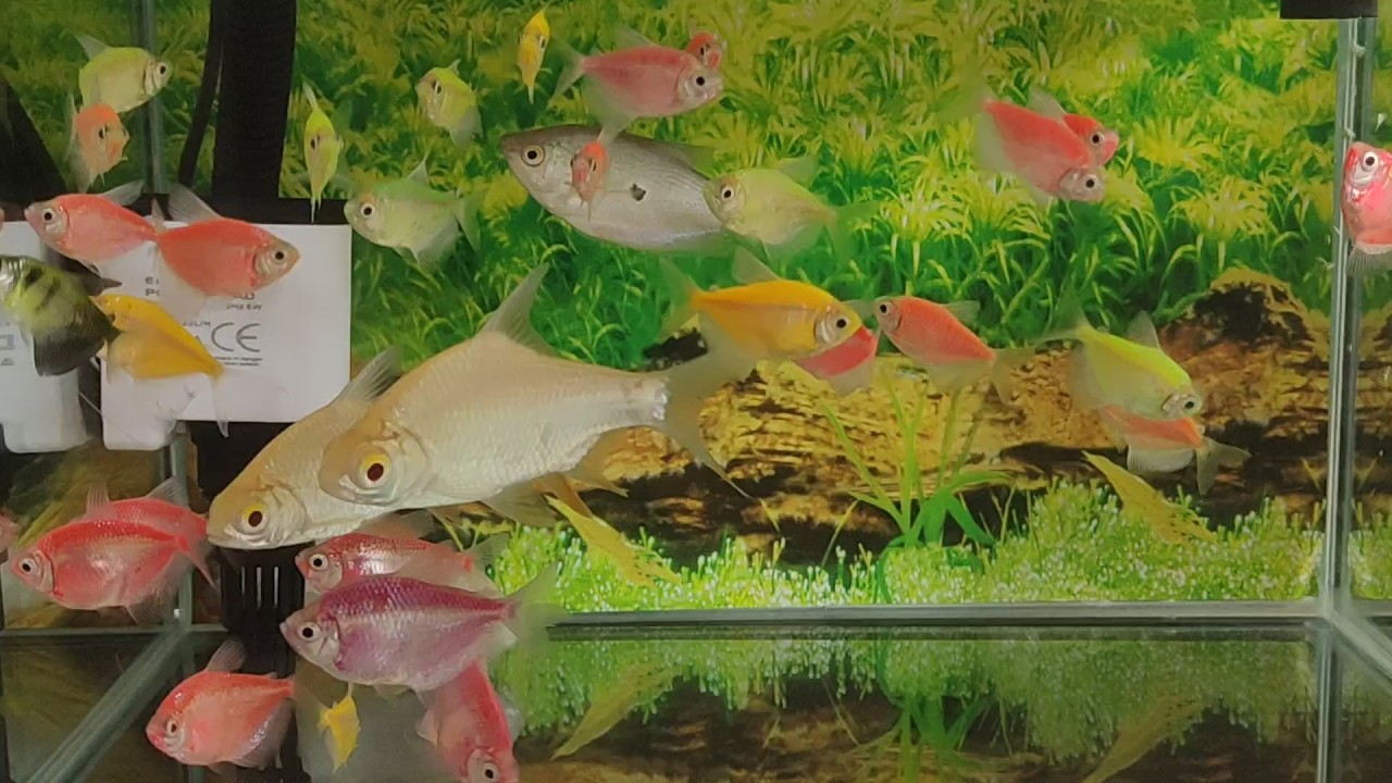 AQUA SCAPE, GLOWFISH WITH SMALL TANK, SEPAT FISH, TAWES FISH, AQUARIUM SMALL