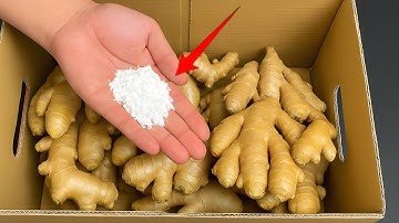 How to Store Ginger For for 1 Year Without Spoilage